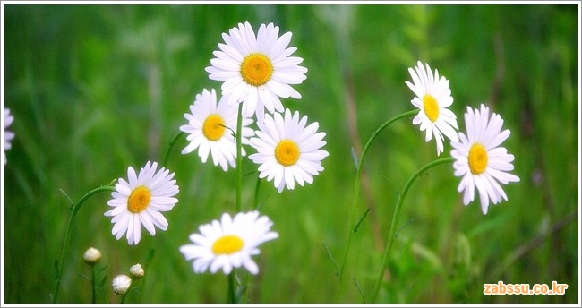 구절초 효능과 부작용, 효과적인 보관법 안내 구절초 효능과 부작용, 효과적인 보관법 안내