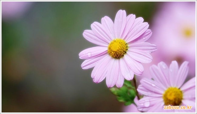 Gujeolcho이미지입니다.