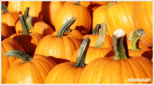 pumpkin이미지입니다.