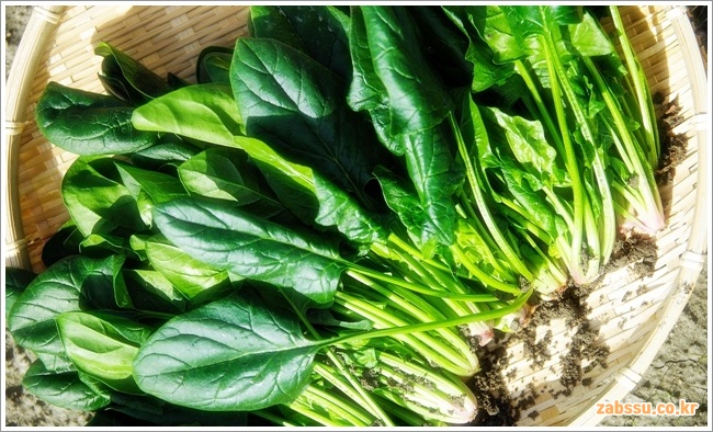 시금치의 효능, 부작용 및 올바른 보관법 시금치의 효능, 부작용 및 올바른 보관법